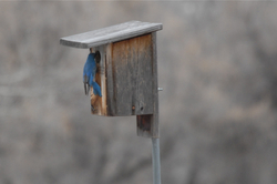 Bluebird at Box.jpg